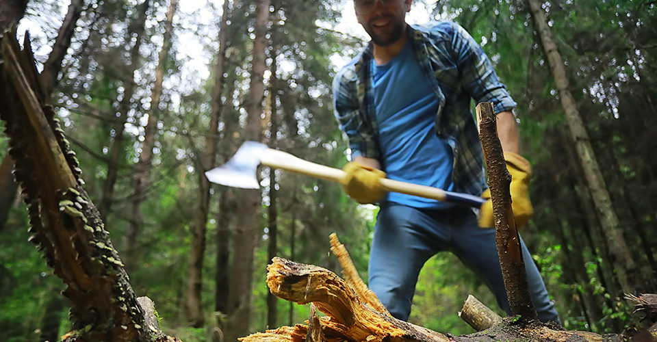 Poda de leña en el monte